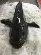 14-Toothfish-Product-1-whole