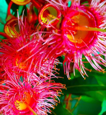 AUSTRALIAN NATIVES, HERBS