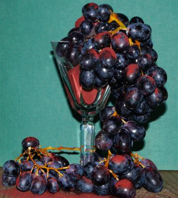 CONCENTRATED RESVERATROL, POLYPHENOLS