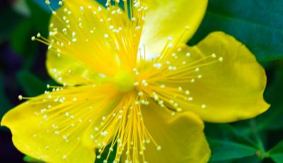 HYPERICUM EXTRACT