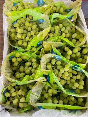 Premium Australian Thompson table grapes 