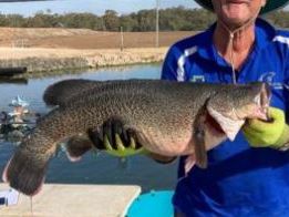 Aquna Sustainable Murray Cod