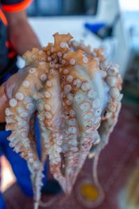 Fremantle Octopus