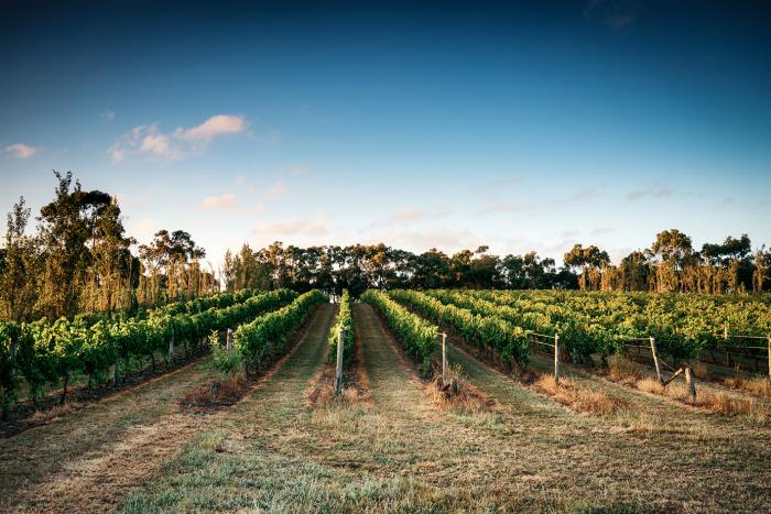 One of Scotchmans Hills Vineyards.