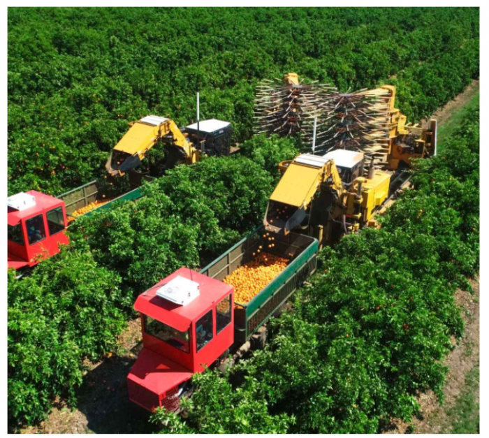 Our Farms:  We have purpose-built farms in Northern NSW to help provide a longer window for seasonal fruit.